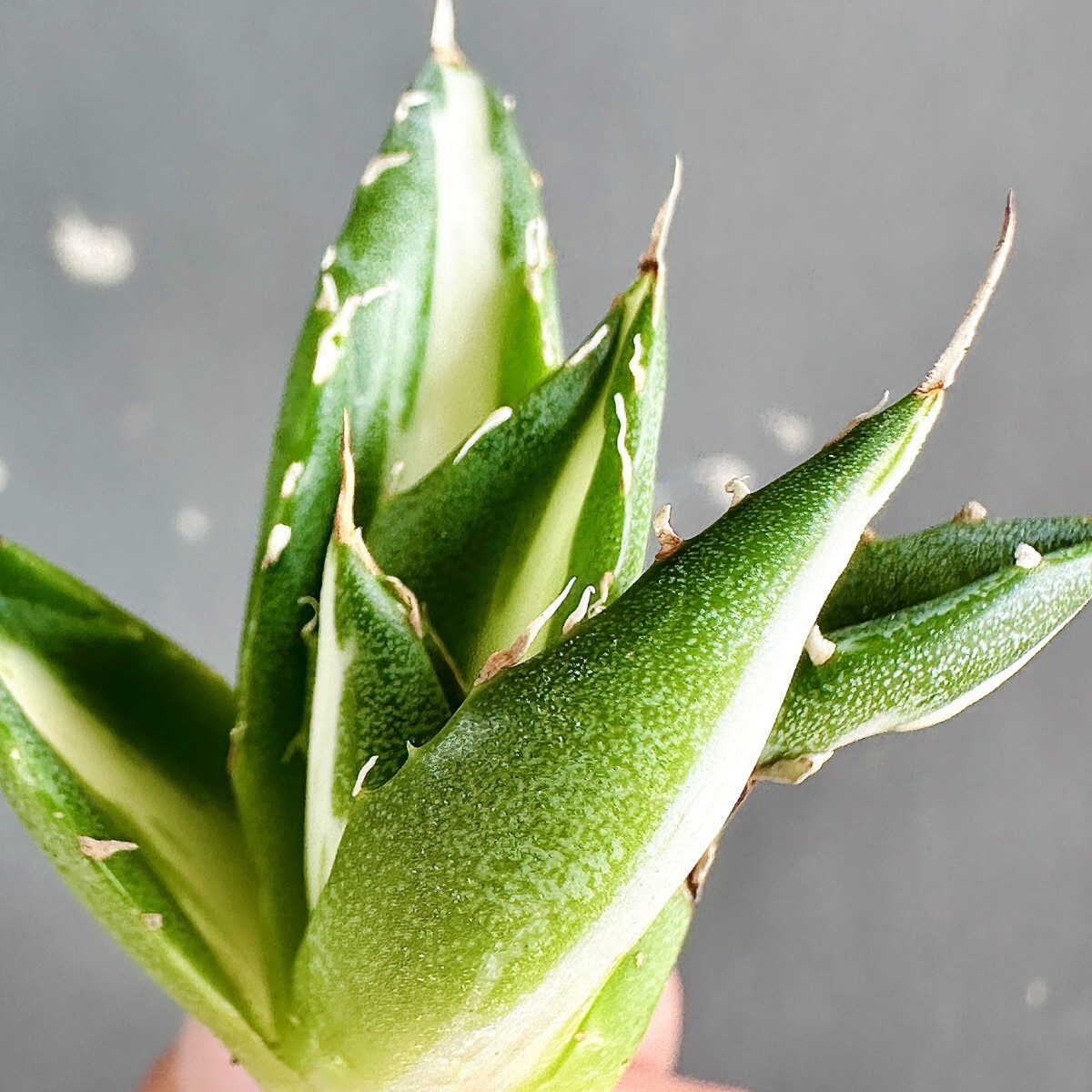 MCGRADY-PLANTS】J515 激レア高級品種 多肉植物アガベ ホリダ MCGRADY-PLANTS】J515 激レア高級品種 多肉植物アガベ ホリダ