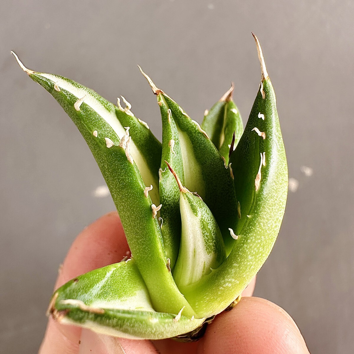 MCGRADY-PLANTS】J515 激レア高級品種 多肉植物アガベ ホリダ MCGRADY-PLANTS】J515 激レア高級品種 多肉植物アガベ ホリダ