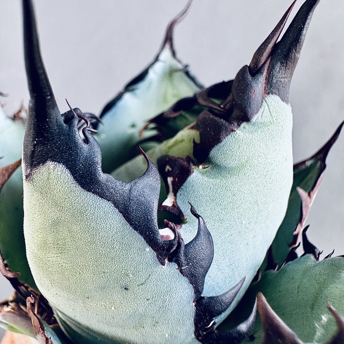 MCGRADY-PLANTS】J601アガベ チタノタ BB ブラックアンドブルー MCGRADY-PLANTS】J601アガベ チタノタ BB ブラックアンドブルー