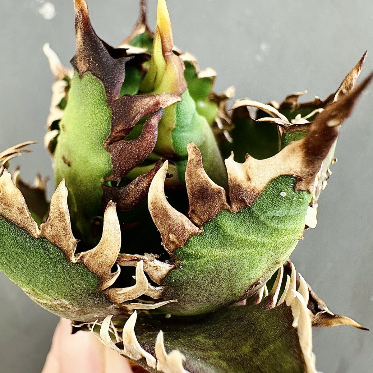 MCGRADY-PLANTS】J603 激レア高級品種 アガベ チタノタ レッド MCGRADY-PLANTS】J603 激レア高級品種 アガベ チタノタ レッド