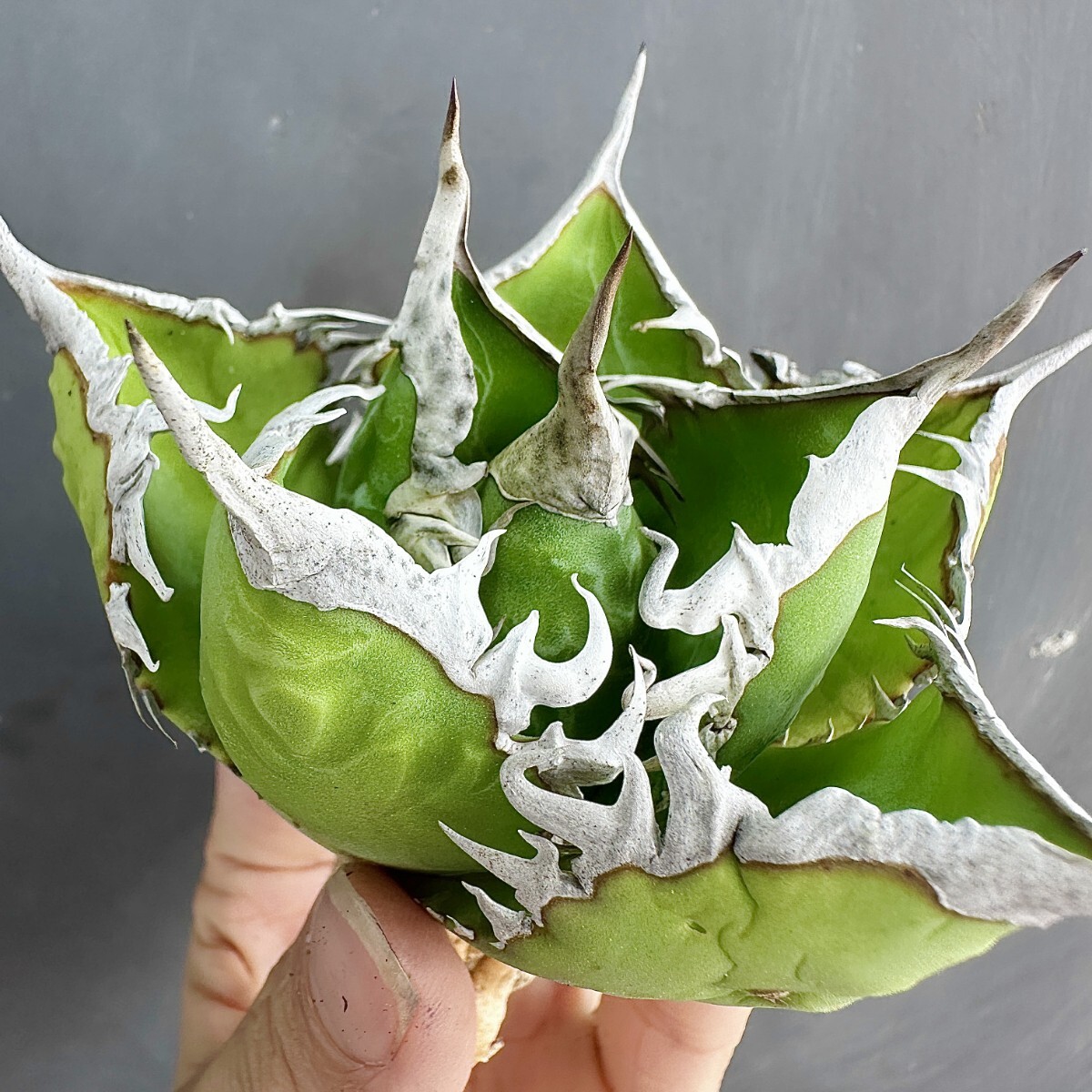 MCGRADY-PLANTS】J633 特選 アガベ 多肉植物 チタノタ 海王 強棘 MCGRADY-PLANTS】J633 特選 アガベ 多肉植物 チタノタ 海王 強棘