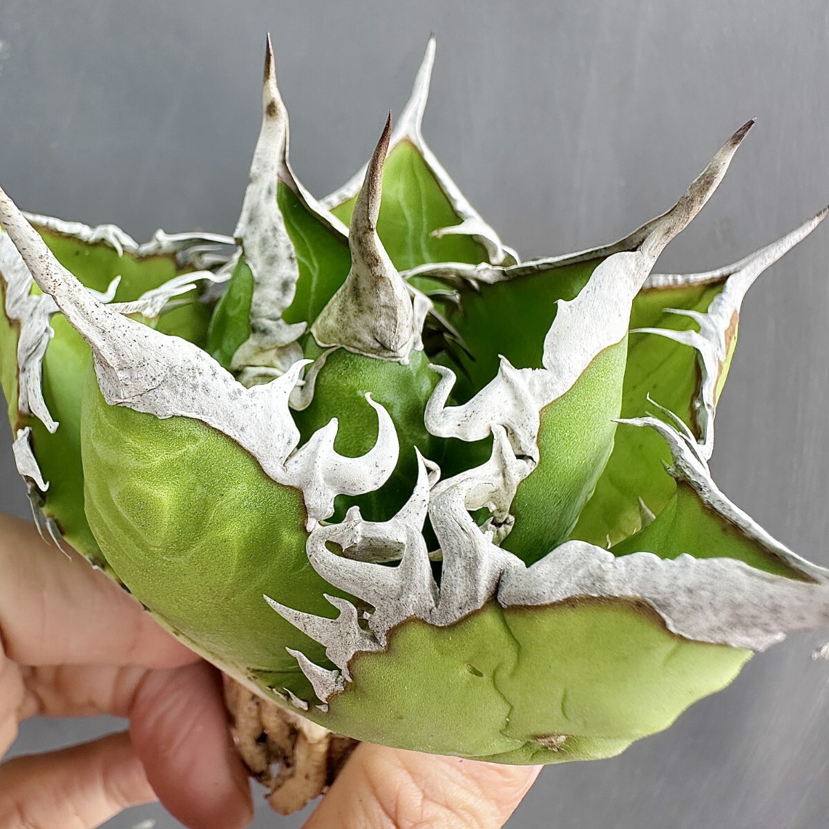 MCGRADY-PLANTS】J633 特選 アガベ 多肉植物 チタノタ 海王 強棘 MCGRADY-PLANTS】J633 特選 アガベ 多肉植物 チタノタ 海王 強棘