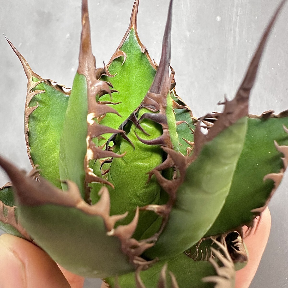 MCGRADY-PLANTS】J 712 激レア高級品種 多肉植物アガベ ホリダ MCGRADY-PLANTS】J 712 激レア高級品種 多肉植物アガベ ホリダ