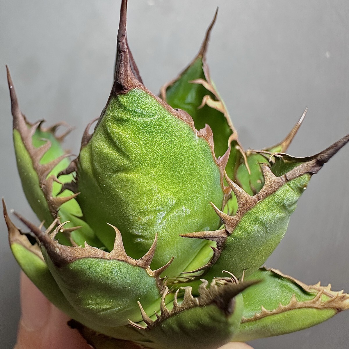 MCGRADY-PLANTS】J 713 激レア高級品種 多肉植物アガベ ホリダ MCGRADY-PLANTS】J 713 激レア高級品種 多肉植物アガベ ホリダ