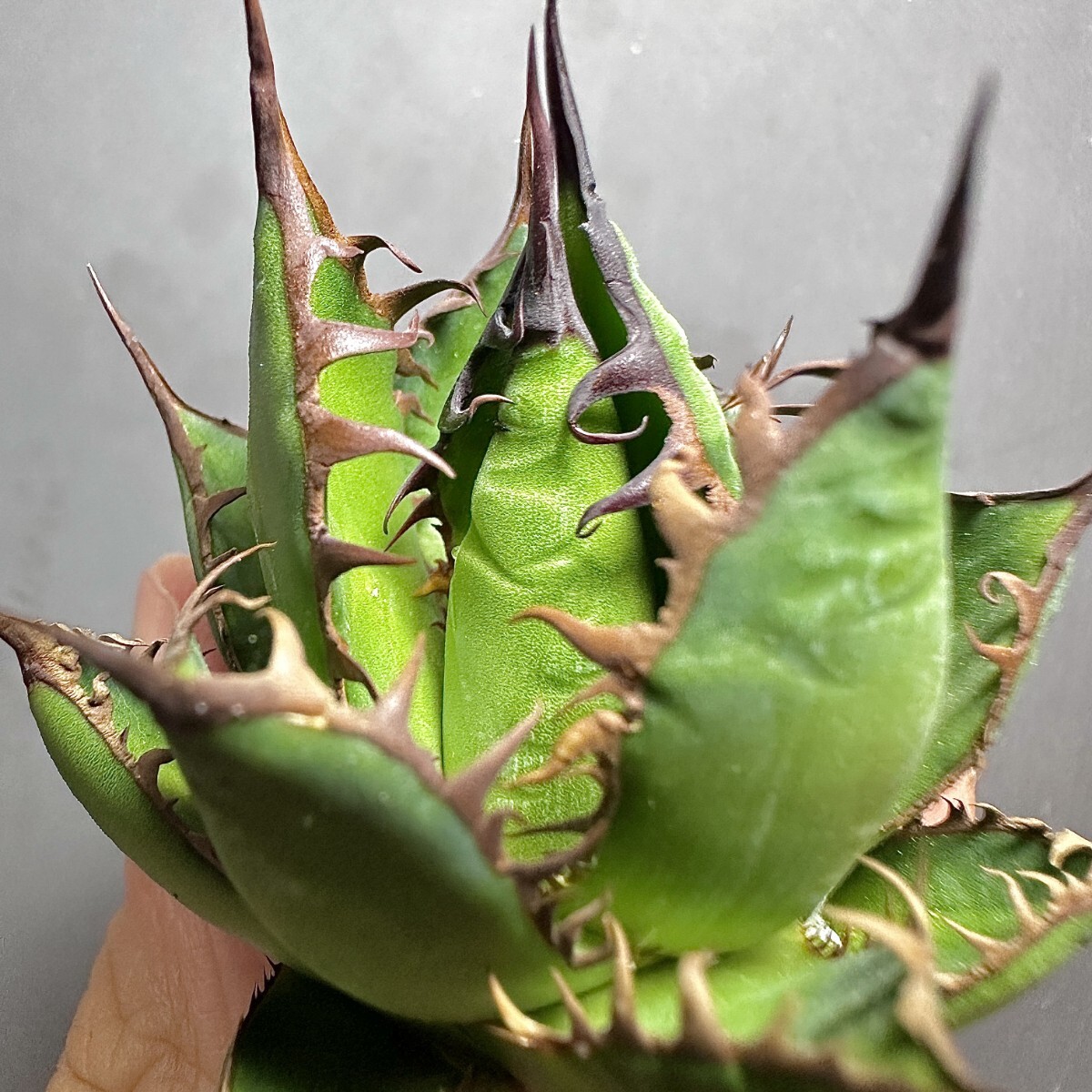 MCGRADY-PLANTS】J 713 激レア高級品種 多肉植物アガベ ホリダ MCGRADY-PLANTS】J 713 激レア高級品種 多肉植物アガベ ホリダ