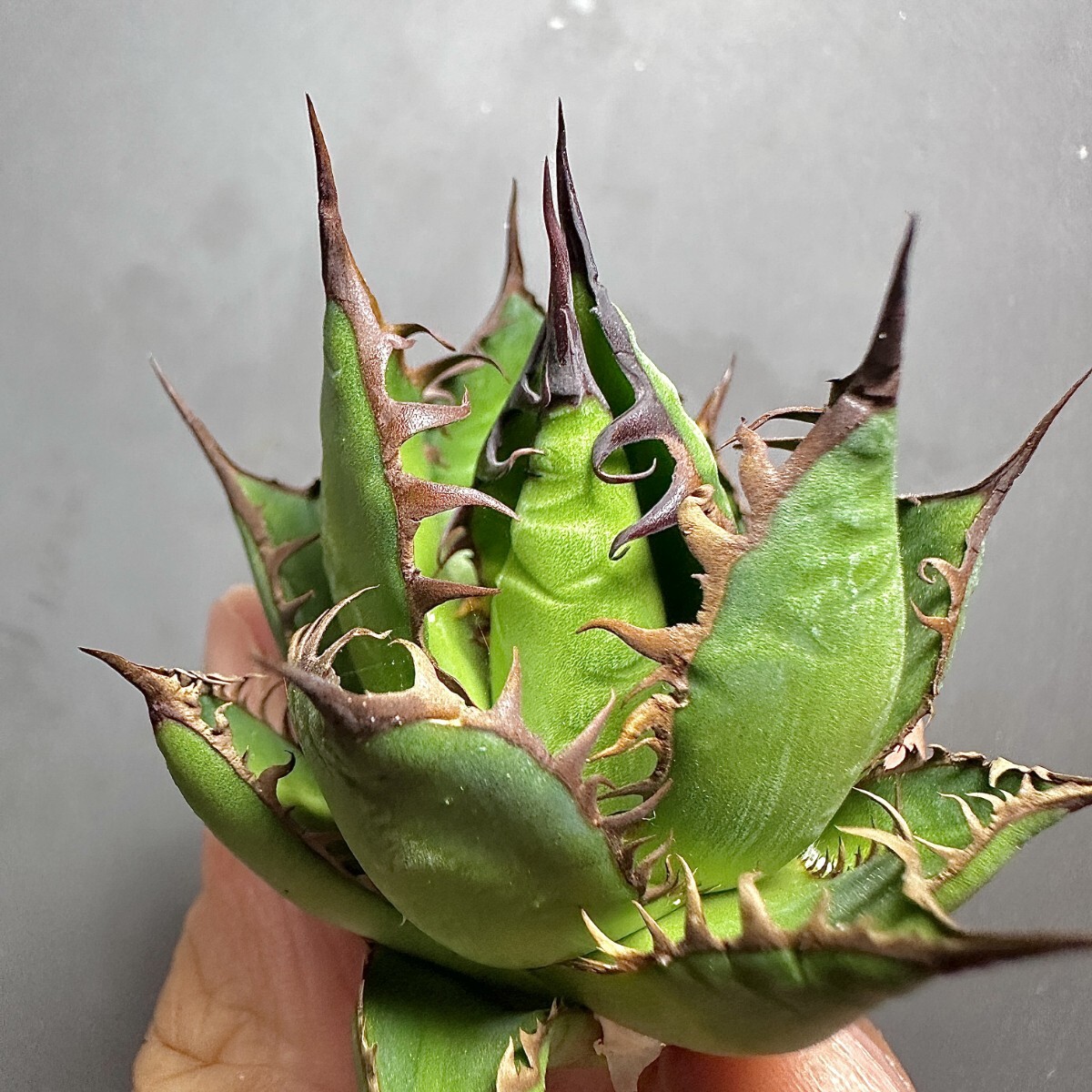 MCGRADY-PLANTS】J 713 激レア高級品種 多肉植物アガベ ホリダ MCGRADY-PLANTS】J 713 激レア高級品種 多肉植物アガベ ホリダ