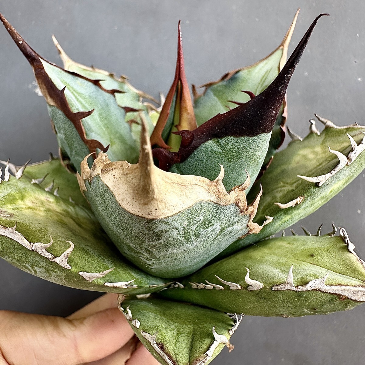 MCGRADY-PLANTS】J721 アガベ チタノタ オテロイ 実生株 Agave MCGRADY-PLANTS】J721 アガベ チタノタ オテロイ 実生株 Agave