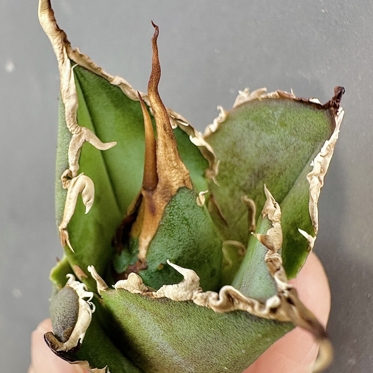 MCGRADY-PLANTS】J729 激レア高級品種 アガベ チタノタ 白鯨 MCGRADY-PLANTS】J729 激レア高級品種 アガベ チタノタ 白鯨