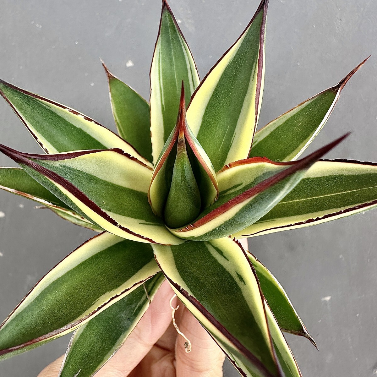 MCGRADY-PLANTS】J748 激レア高級品種 多肉植物アガベ スノー MCGRADY-PLANTS】J748 激レア高級品種 多肉植物アガベ スノー
