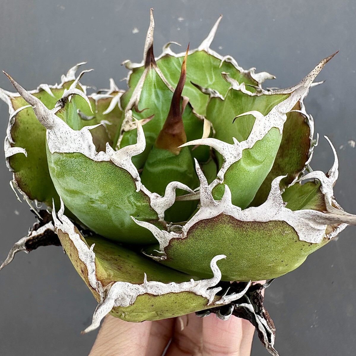 MCGRADY-PLANTS】J 750激レア高級品種 アガベ チタノタ 白鯨 MCGRADY-PLANTS】J 750激レア高級品種 アガベ チタノタ 白鯨
