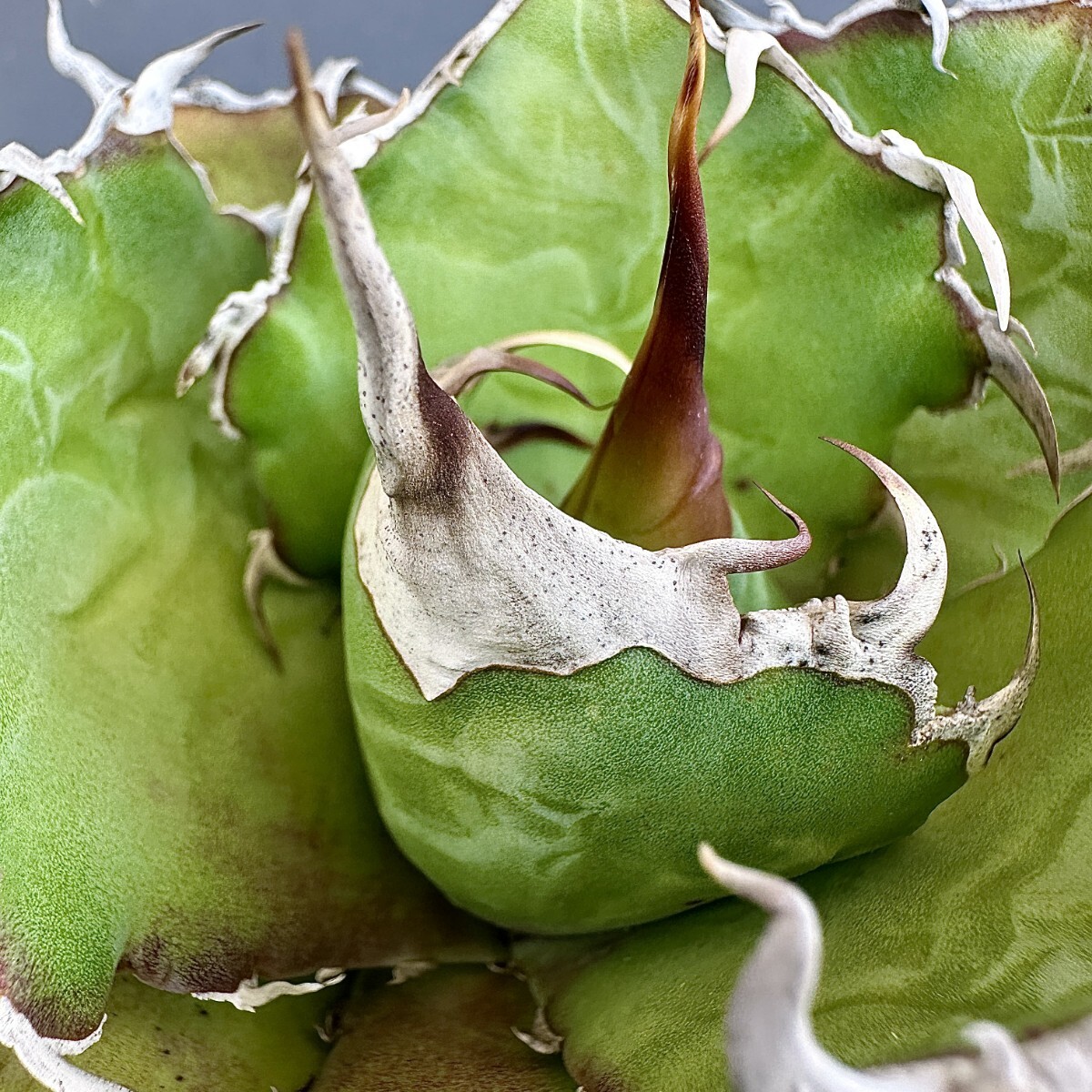 MCGRADY-PLANTS】J 750激レア高級品種 アガベ チタノタ 白鯨 MCGRADY-PLANTS】J 750激レア高級品種 アガベ チタノタ 白鯨