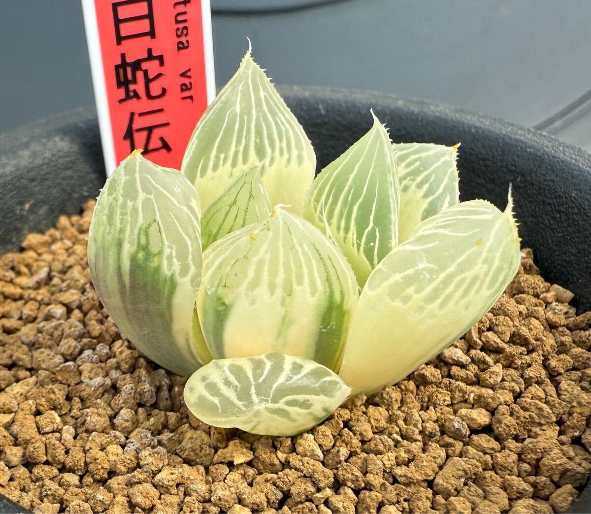 多肉植物 ハオルチア オブツーサ錦「白蛇伝」(観葉植物)|売買 多肉植物 ハオルチア オブツーサ錦「白蛇伝」(観葉植物)|売買