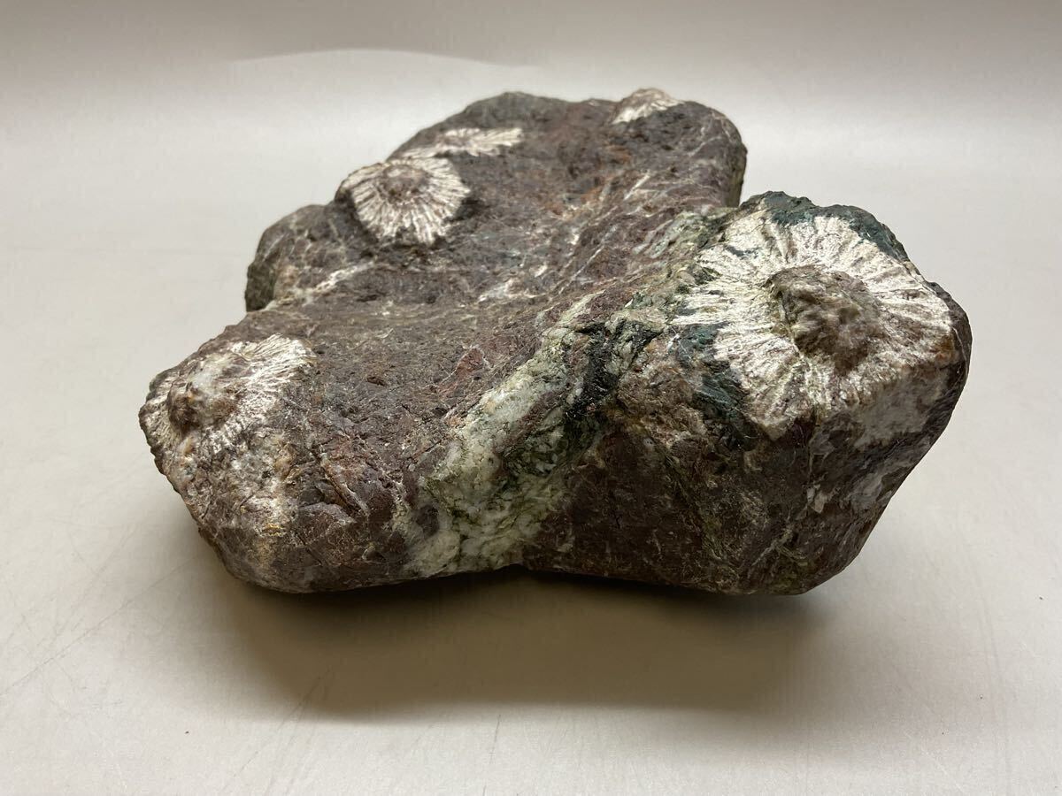 N3 菊花石 台座付 鑑賞石 天然石 自然石 鉱石 原石 盆石 水石 N3 菊花石 台座付 鑑賞石 天然石 自然石 鉱石 原石 盆石 水石