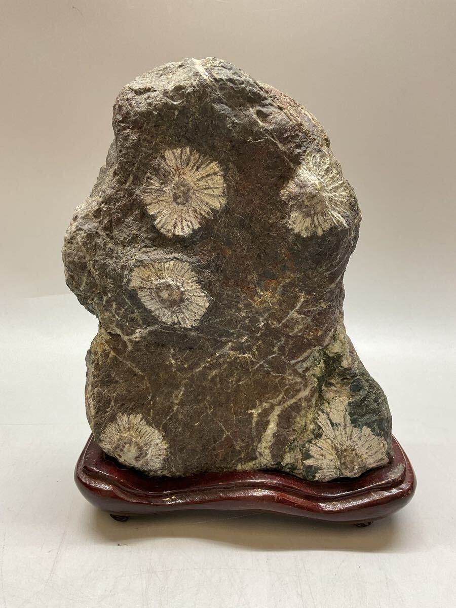 N3 菊花石 台座付 鑑賞石 天然石 自然石 鉱石 原石 盆石 水石 N3 菊花石 台座付 鑑賞石 天然石 自然石 鉱石 原石 盆石 水石