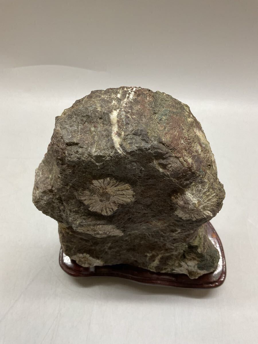 N3 菊花石 台座付 鑑賞石 天然石 自然石 鉱石 原石 盆石 水石 N3 菊花石 台座付 鑑賞石 天然石 自然石 鉱石 原石 盆石 水石