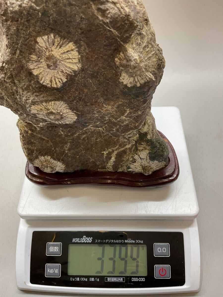 N3 菊花石 台座付 鑑賞石 天然石 自然石 鉱石 原石 盆石 水石 N3 菊花石 台座付 鑑賞石 天然石 自然石 鉱石 原石 盆石 水石