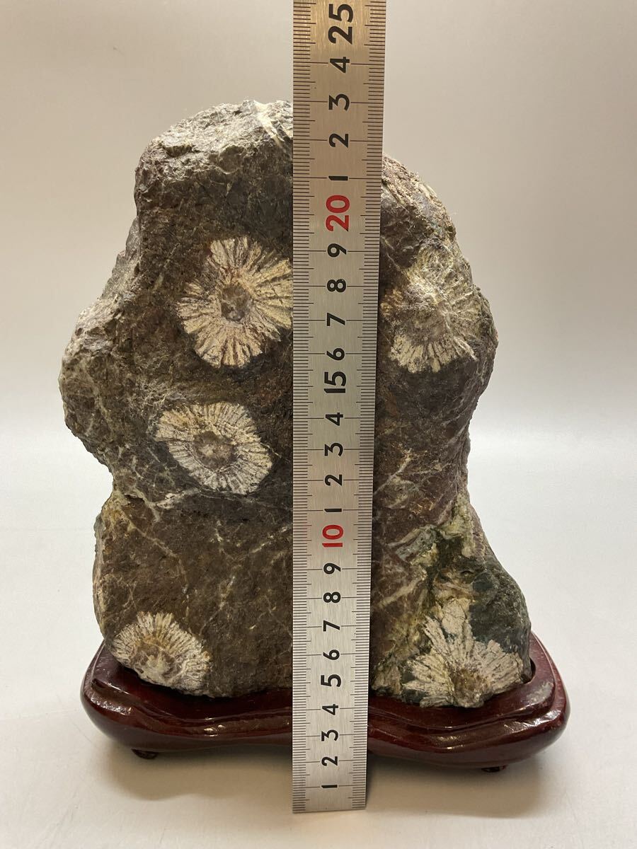 N3 菊花石 台座付 鑑賞石 天然石 自然石 鉱石 原石 盆石 水石 N3 菊花石 台座付 鑑賞石 天然石 自然石 鉱石 原石 盆石 水石