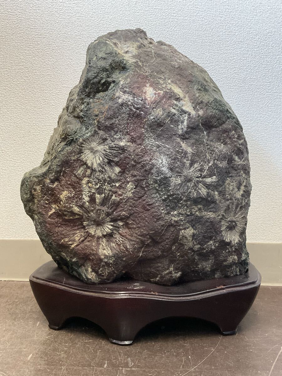 N 菊花石 台座付 鑑賞石 天然石 自然石 鉱石 原石 盆石 水石 N 菊花石 台座付 鑑賞石 天然石 自然石 鉱石 原石 盆石 水石