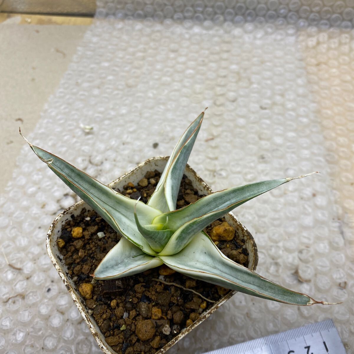 サンスベリア スノー ホワイト Sansevieria Snow White 超 種 サンスベリア スノー ホワイト Sansevieria Snow White 超 種