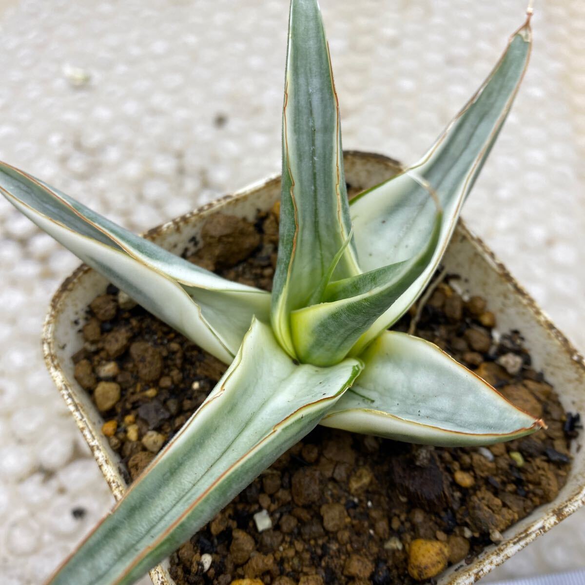サンスベリア スノー ホワイト Sansevieria Snow White 超 種 サンスベリア スノー ホワイト Sansevieria Snow White 超 種