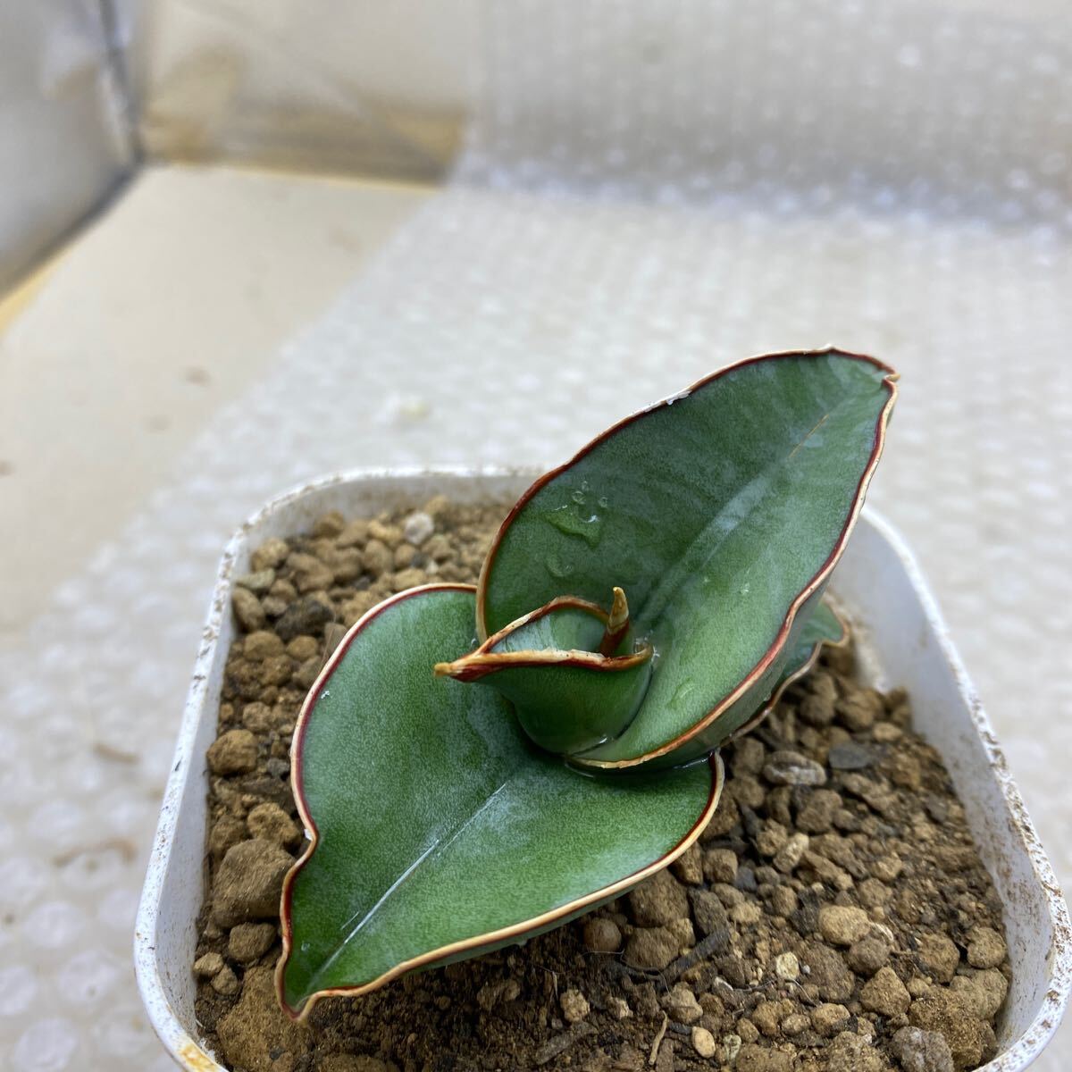 超希少種 サンスベリア バナナ SANSEVIERIA BANANA short form 超希少種 サンスベリア バナナ SANSEVIERIA BANANA short form