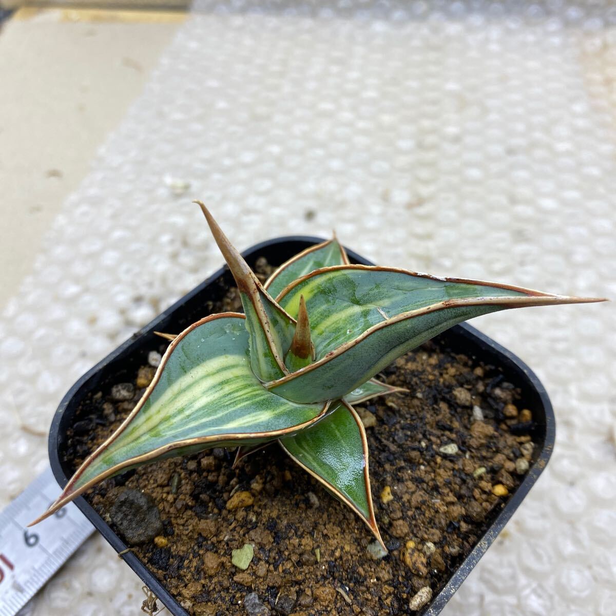 サンスベリア ピングイキュラ 斑入り SANSEVIERIA PINGUICULA サンスベリア ピングイキュラ 斑入り SANSEVIERIA PINGUICULA