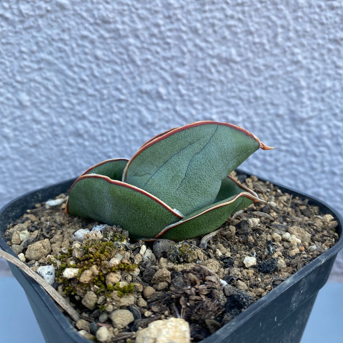 超希少種 サンスベリア バナナ SANSEVIERIA BANANA short form 超希少種 サンスベリア バナナ SANSEVIERIA BANANA short form
