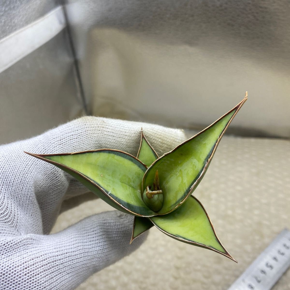 サンスベリア ピングイキュラ 斑入り 多肉植物 SANSEVIERIA サンスベリア ピングイキュラ 斑入り 多肉植物 SANSEVIERIA