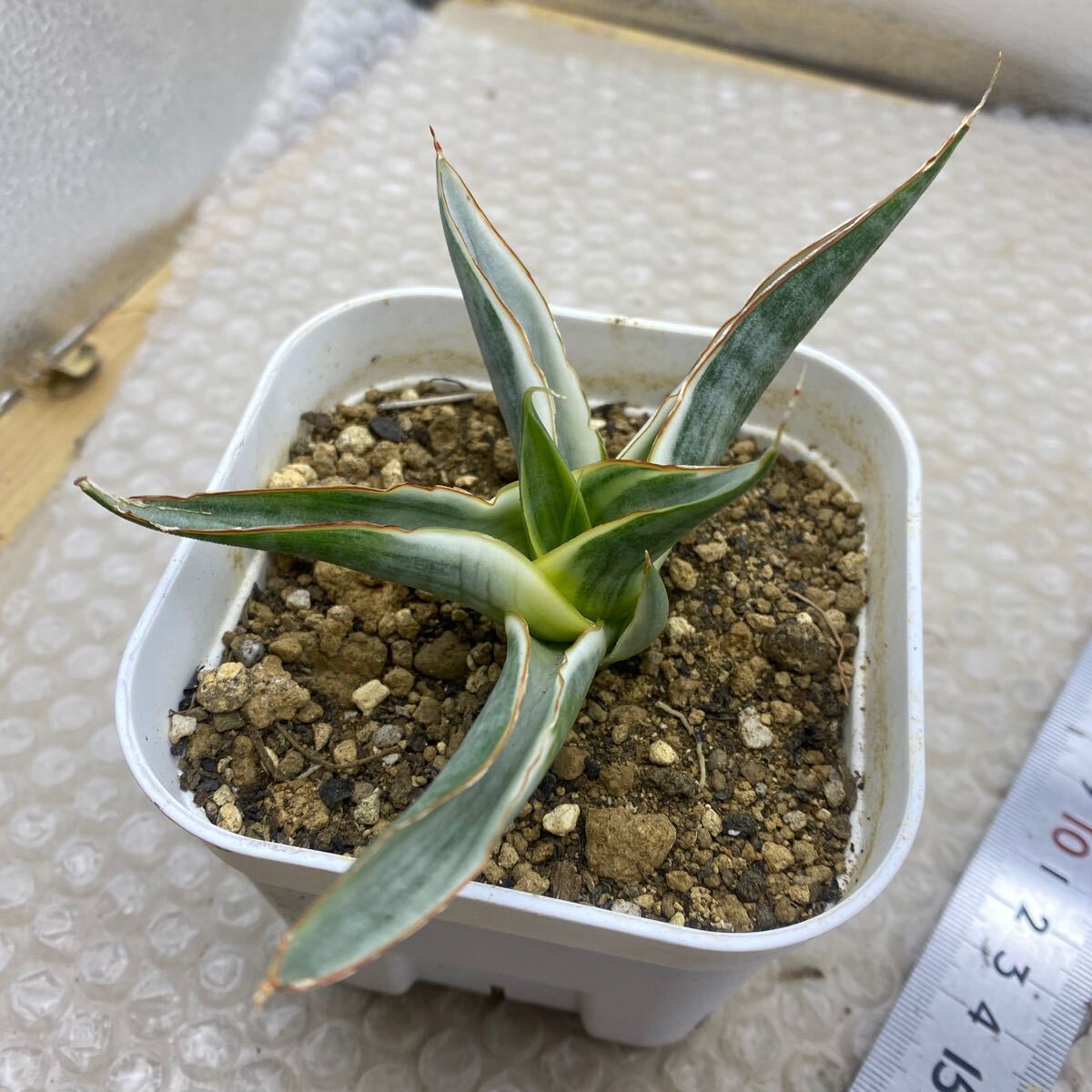 サンスベリア スノー ホワイト Sansevieria Snow White 超希少種 サンスベリア スノー ホワイト Sansevieria Snow White 超希少種