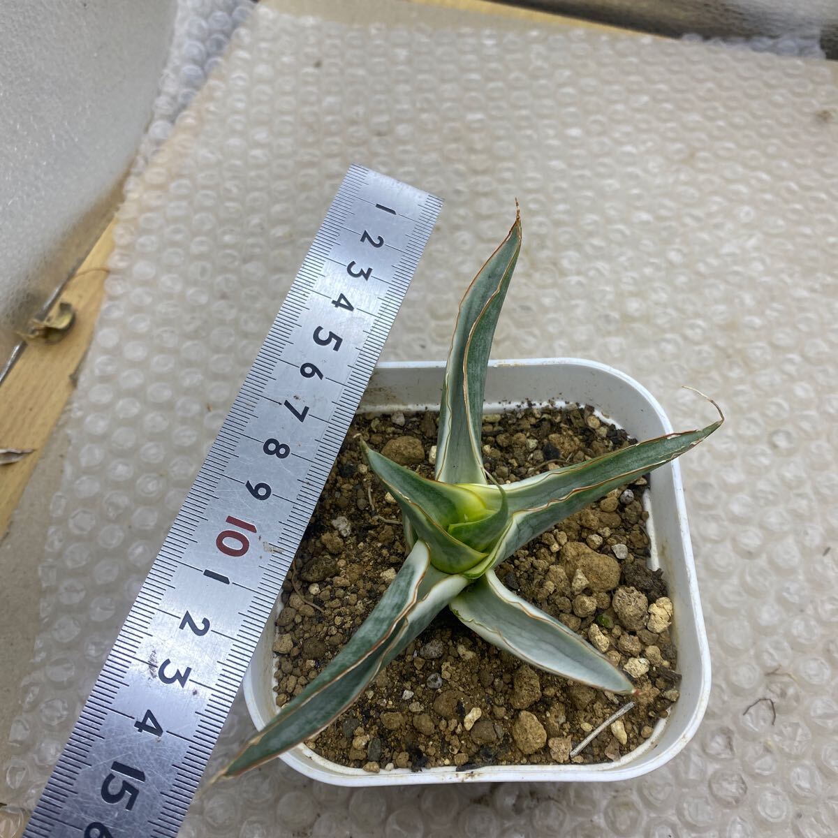 サンスベリア スノー ホワイト Sansevieria Snow White 超希少種 サンスベリア スノー ホワイト Sansevieria Snow White 超希少種
