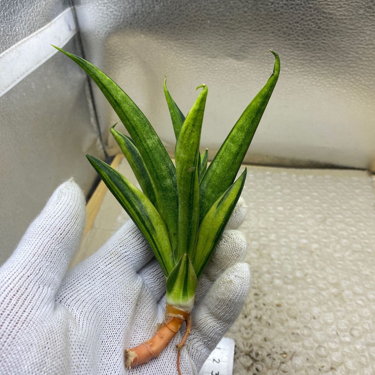 サンスベリア ブラックマカイラ 斑入り Sansevieria Black サンスベリア ブラックマカイラ 斑入り Sansevieria Black