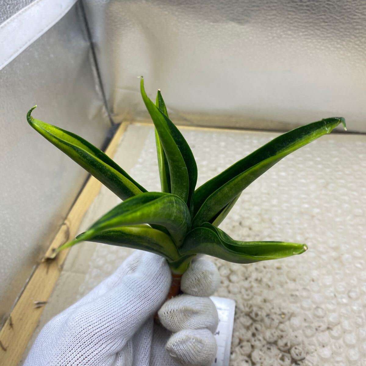 サンスベリア ブラックマカイラ 斑入り Sansevieria Black サンスベリア ブラックマカイラ 斑入り Sansevieria Black