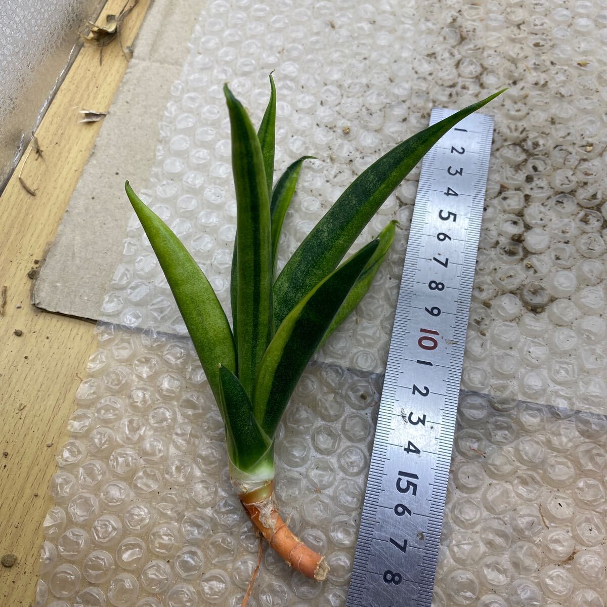 サンスベリア ブラックマカイラ 斑入り Sansevieria Black サンスベリア ブラックマカイラ 斑入り Sansevieria Black