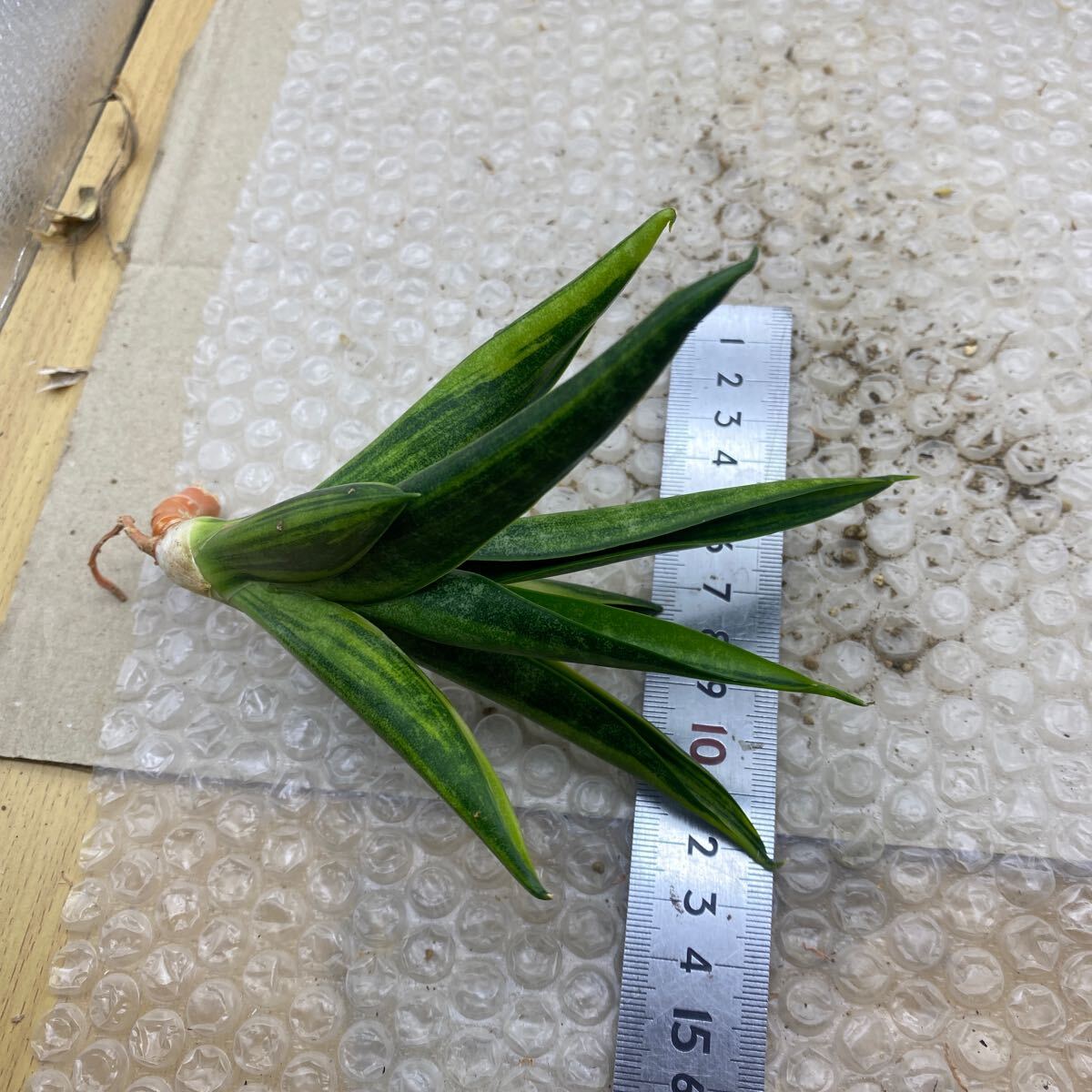 サンスベリア ブラックマカイラ 斑入り Sansevieria Black サンスベリア ブラックマカイラ 斑入り Sansevieria Black
