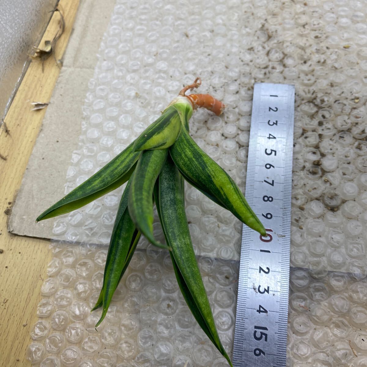 サンスベリア ブラックマカイラ 斑入り Sansevieria Black サンスベリア ブラックマカイラ 斑入り Sansevieria Black