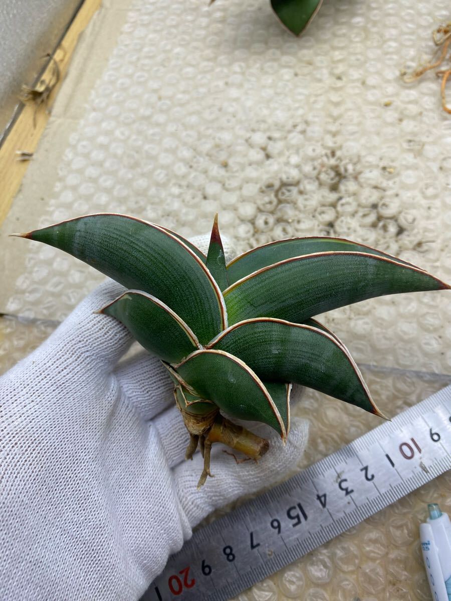 サンスベリア ロリダ 斑入り SANSEVIERIA RORIDA Lavranos 23319 サンスベリア ロリダ 斑入り SANSEVIERIA RORIDA Lavranos 23319