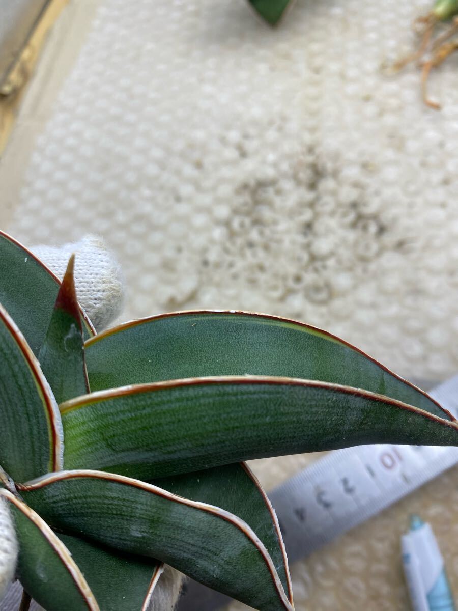 サンスベリア ロリダ 斑入り SANSEVIERIA RORIDA Lavranos 23319 サンスベリア ロリダ 斑入り SANSEVIERIA RORIDA Lavranos 23319