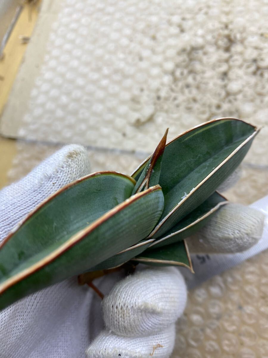 サンスベリア ロリダ 斑入り SANSEVIERIA RORIDA Lavranos 23319 サンスベリア ロリダ 斑入り SANSEVIERIA RORIDA Lavranos 23319