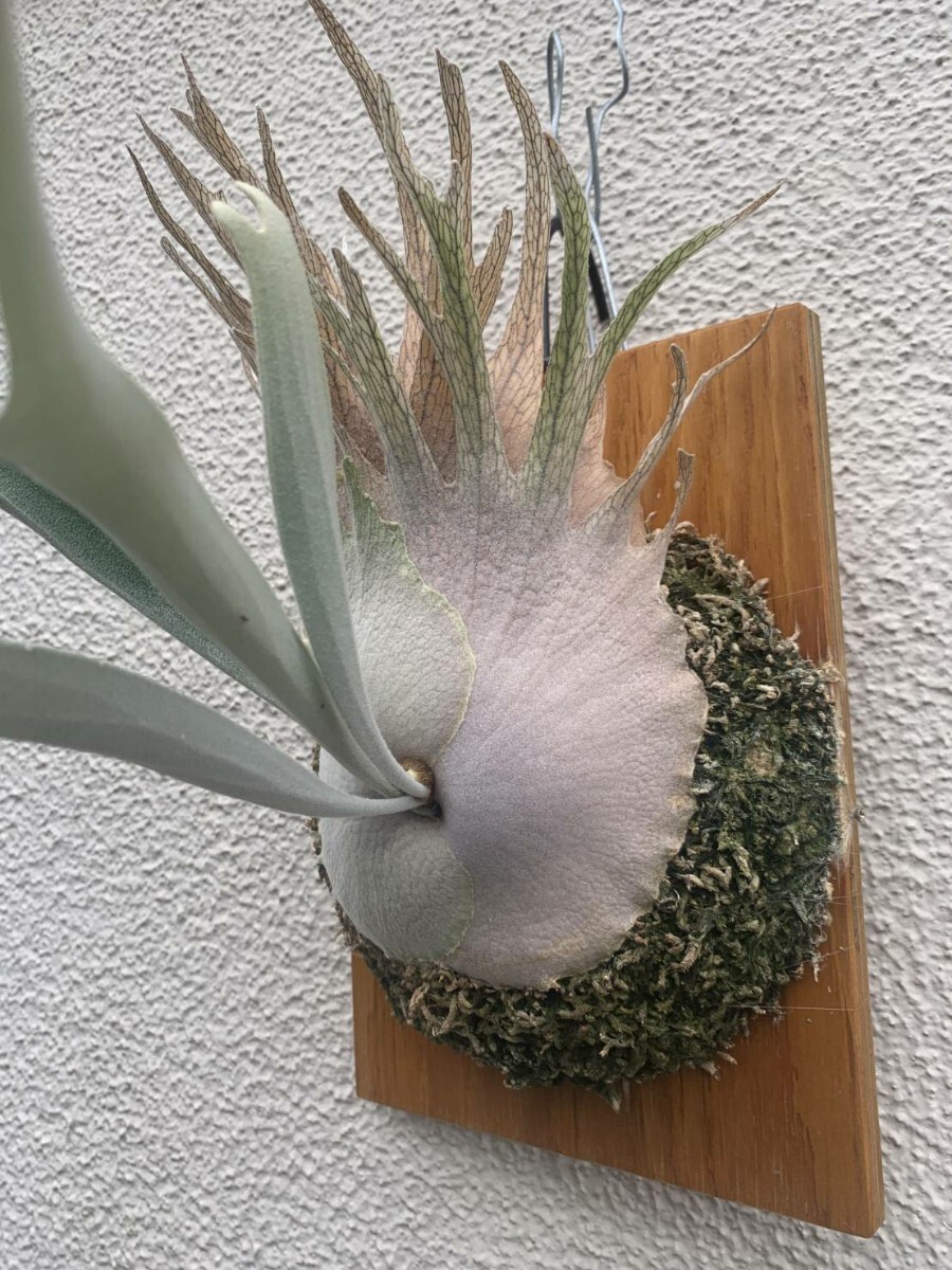 P. veitchii wild Australia (ビーチー ベイチー オーストラリア P. veitchii wild Australia (ビーチー ベイチー オーストラリア