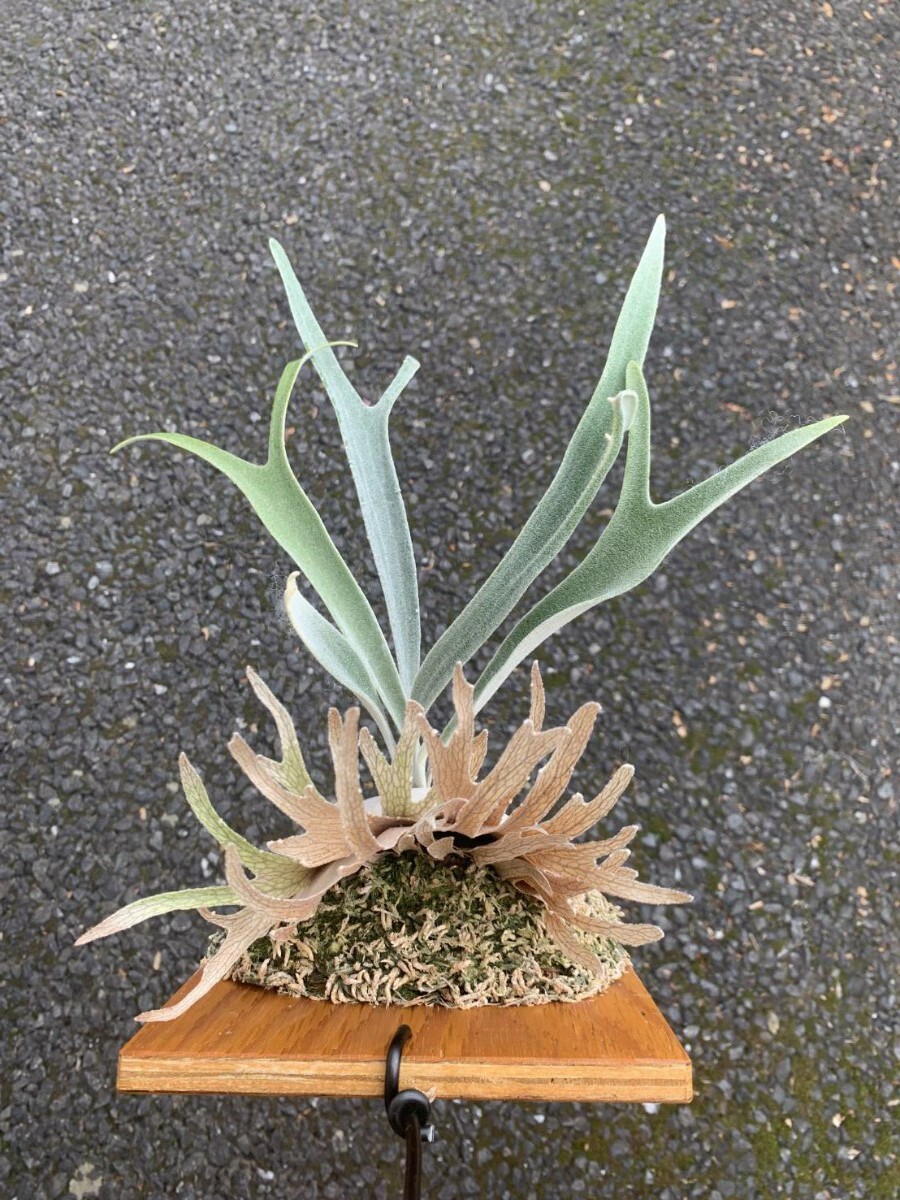 P. veitchii wild Australia (ビーチー ベイチー オーストラリア P. veitchii wild Australia (ビーチー ベイチー オーストラリア