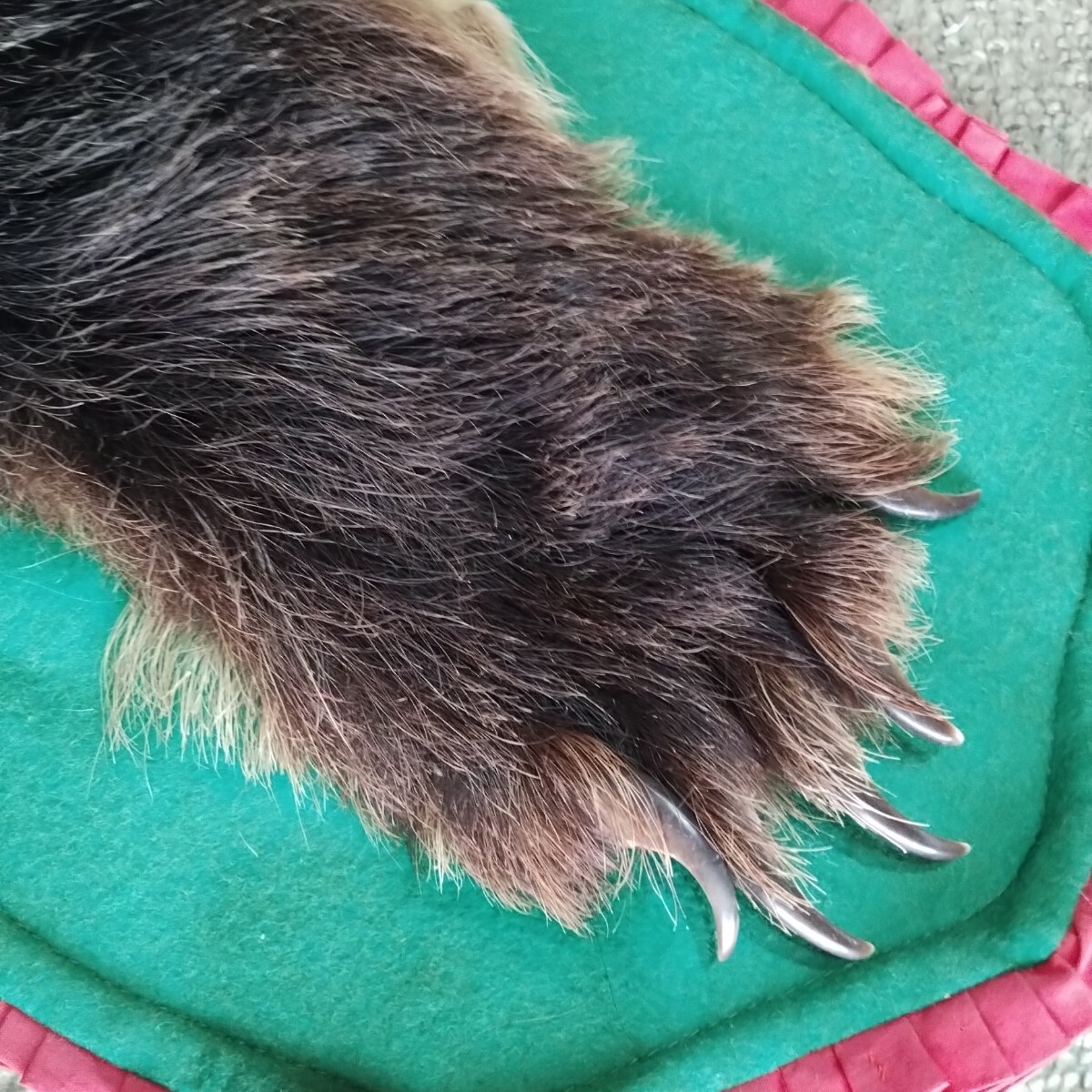 ヒグマ 熊 剥製 毛皮 敷皮 敷物(カーペット、ラグ、マット ヒグマ 熊 剥製 毛皮 敷皮 敷物(カーペット、ラグ、マット