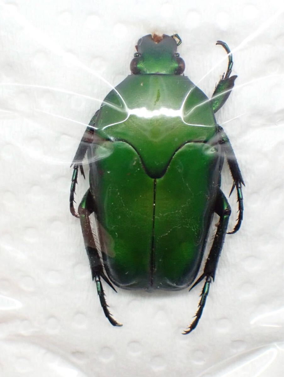 昆虫標本 パプアニューギニア産 No.793 カナブンの一種(虫類 昆虫標本 パプアニューギニア産 No.793 カナブンの一種(虫類
