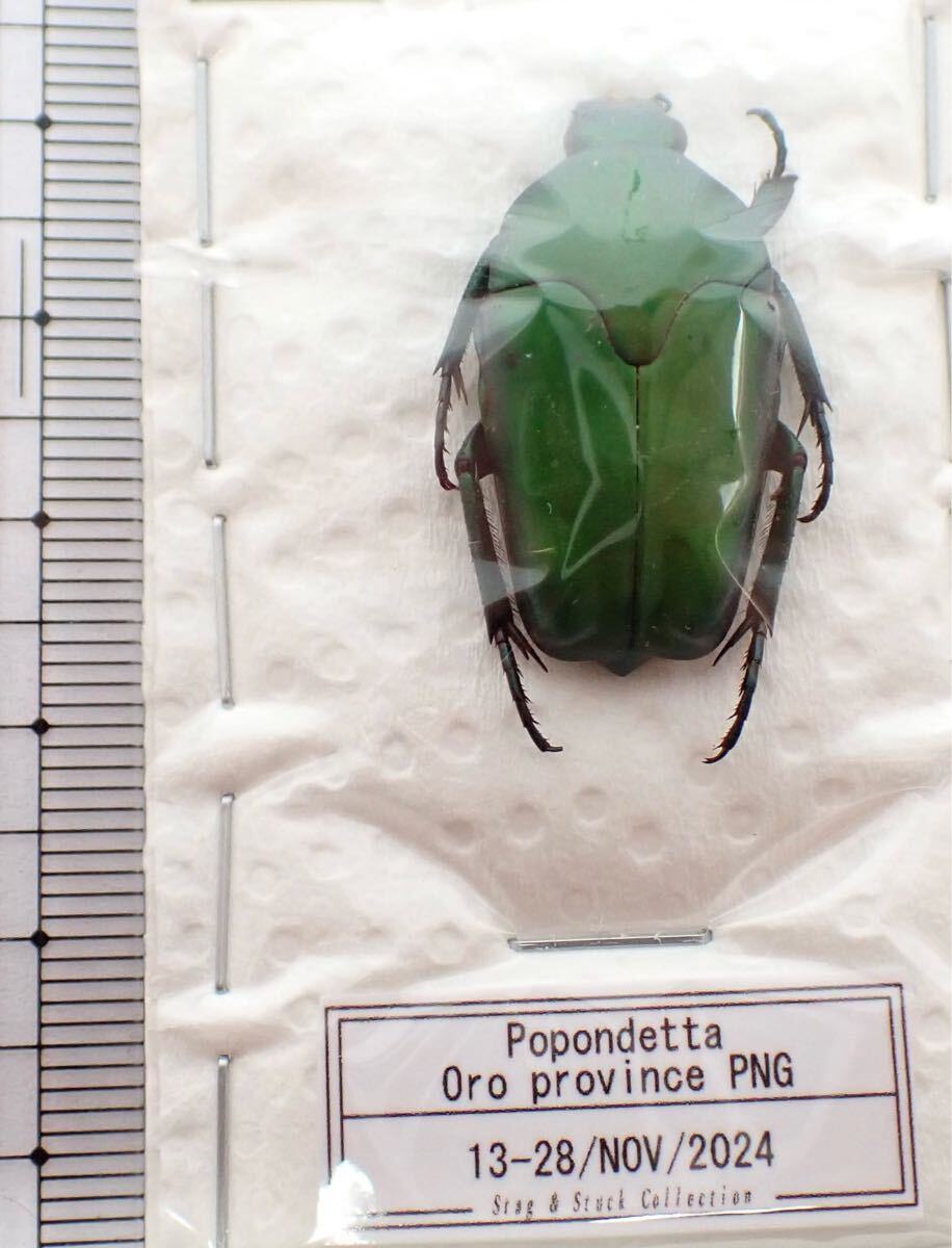 昆虫標本 パプアニューギニア産 No.793 カナブンの一種(虫類 昆虫標本 パプアニューギニア産 No.793 カナブンの一種(虫類