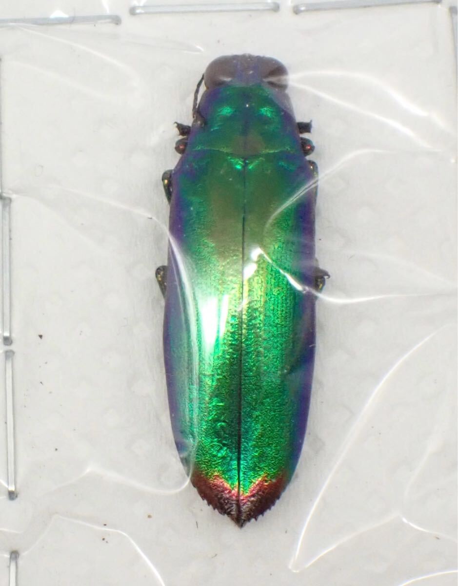昆虫標本 フィリピン産 No.638 ツマアカルリタマムシ(虫類 昆虫標本 フィリピン産 No.638 ツマアカルリタマムシ(虫類