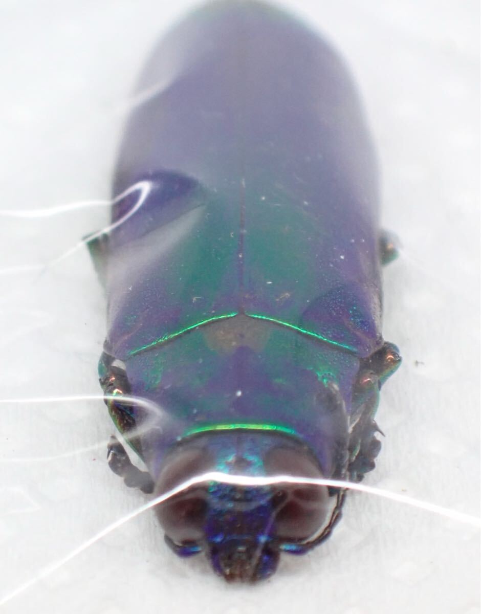 昆虫標本 フィリピン産 No.638 ツマアカルリタマムシ(虫類 昆虫標本 フィリピン産 No.638 ツマアカルリタマムシ(虫類
