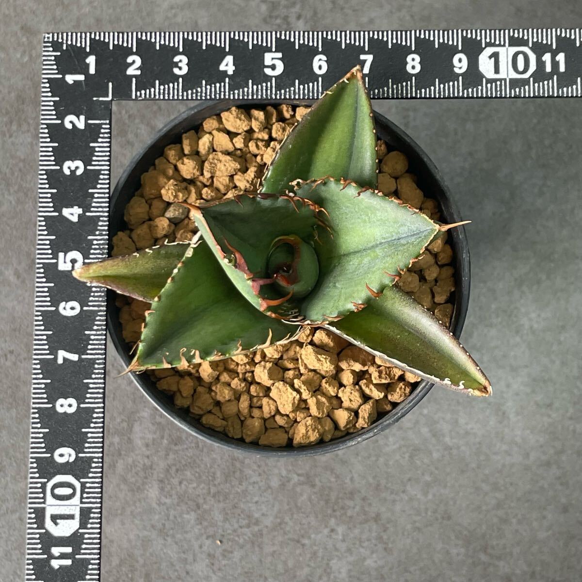 アガベ チタノタ 'GODZILLA ' Agave titanota ' GODZILLA ' 発根 アガベ チタノタ 'GODZILLA ' Agave titanota ' GODZILLA ' 発根