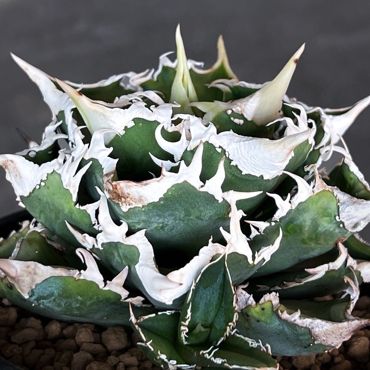 アガベ チタノタ ' 白狂刺 ' agave titanota ' 白狂刺 ' 発根 アガベ チタノタ ' 白狂刺 ' agave titanota ' 白狂刺 ' 発根