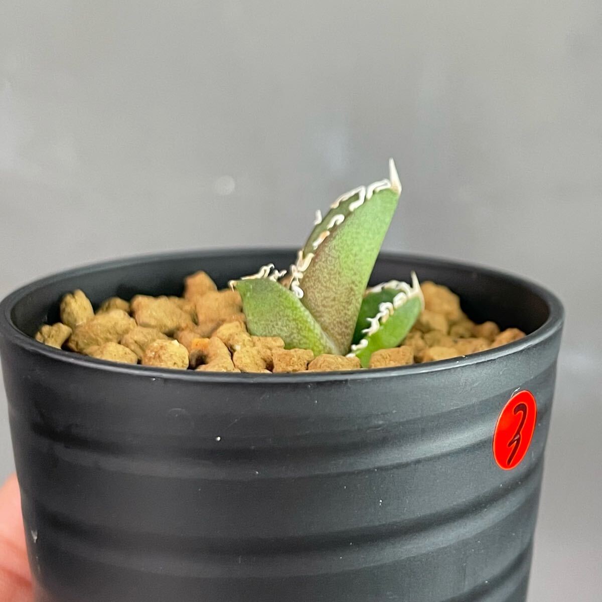 アガベ チタノタ ' 白狂刺 ' agave titanota ' 白狂刺 ' 発根 アガベ チタノタ ' 白狂刺 ' agave titanota ' 白狂刺 ' 発根