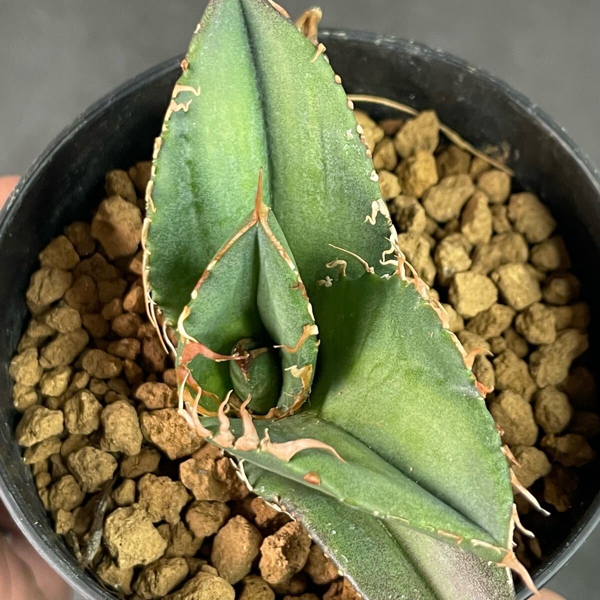 アガベ チタノタ 'GODZILLA ' Agave titanota ' GODZILLA ' 発根 アガベ チタノタ 'GODZILLA ' Agave titanota ' GODZILLA ' 発根