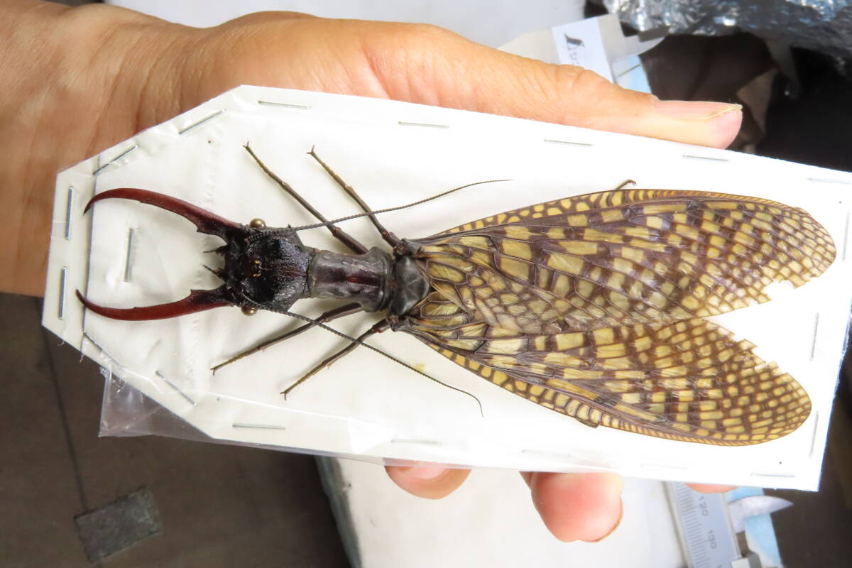 虫研】☆巨大☆オオキバヘビトンボ140㎜☆ 昆虫 クワガタムシ 虫研】☆巨大☆オオキバヘビトンボ140㎜☆ 昆虫 クワガタムシ